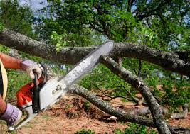 How Our Tree Care Process Works  in  Wheat Ridge, CO