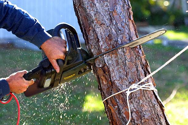 Best Leaf Removal  in Wheat Ridge, CO