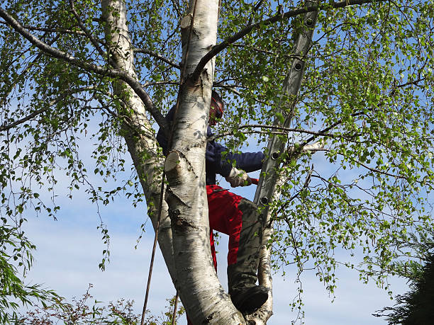 Pest Control for Lawns in Wheat Ridge, CO